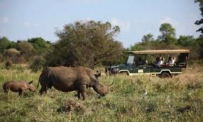 safari gallery image